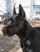 What type of animal are we talking about? Bacchus Great Dane Puppy Acne Nzymes Com