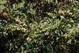 Image result for Aphloiaceae