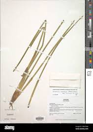 Image result for Eleocharis acutangula