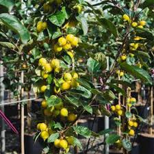 Most of our trees are grown at our nursery in kent. Fruit Trees Craigmore Trees