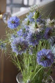 Nigella Beautiful Flowers Garden Flower Garden Beautiful Flowers