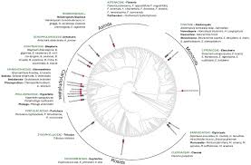 Image result for Blepharis diversispina