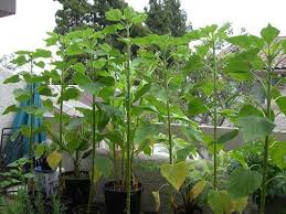 How To Grow And Care For Sunflowers In Containers Mammoth Sunflower Container Gardening Permaculture Design