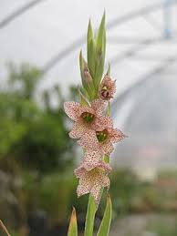 Image result for Gladiolus ecklonii