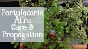 We did not find results for: Portulacaria Afra Aka Elephant Bush Propagation Care Moody Blooms