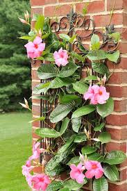 Not only does it look beautiful, but also it grows quickly. 20 Best Flowering Vines And Vine Plants Best Wall Climbing Vines To Plant