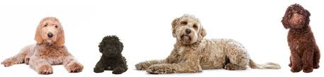 Discover the mini labradoodle, a miniature poodle or toy poodle labrador retriever mix. Labradoodle Sizes And Weights Choosing The Right Doodle