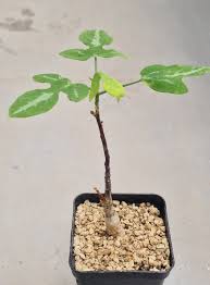 Image result for Pyrenacantha kirkii