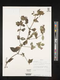 Image result for Dicliptera heterostegia