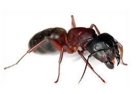 Vous Avez Des Fourmis Charpentieres Dans Votre Maison Le Club De Mediapart