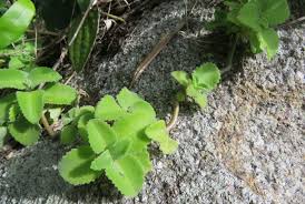 Image result for Coleus calycinus