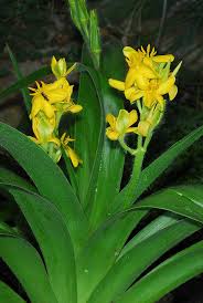 Image result for Hypoxidaceae