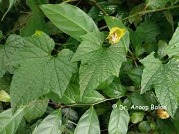 Image result for Momordica pterocarpa