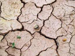But the good news is that successful planting in clay just requires a little prep, a quick soil test and some easily gained understanding of your soil. How To Improve Clay Soil For Fruit Trees Garden Of Luma