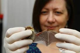 University of Glasgow