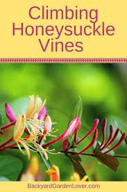 Up a number of clinical studies revealing several of the beneficial attributes of honeysuckle in its different forms, noting its try three drops of honeysuckle oil with 1 cup of white vinegar and 1 cup of water in a spray bottle. Growing Climbing Honeysuckle Vines In Your Garden Honeysuckle Vine Honeysuckle Plant Garden Vines
