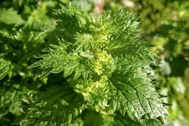 Image result for Urtica urens