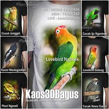 Burung lovebird memiliki kemampuan mengeluarkan suara dengan irama dan nada yang tinggi seperti suara tembakan tanpa jeda. Kaos Burung Berkicau Kaos 3d Gambar Burung Kaos Kicau Mania 3 Dimensi Kaos3dbagus