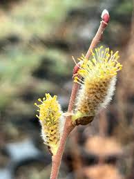 Image result for Salix