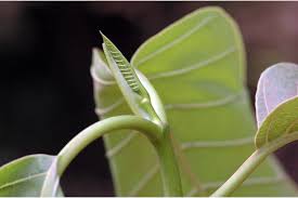 Image result for Hymenodictyon