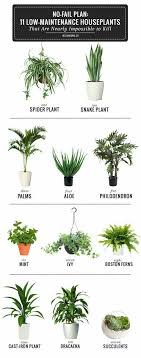 11 Low Maintenance Houseplants Easy To Grow Houseplants Plants House Plants
