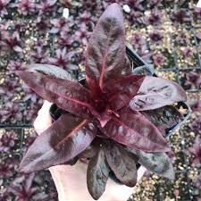 Image result for Lobelia fervens