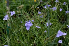 Maybe you would like to learn more about one of these? Florida Native Plants Nursery