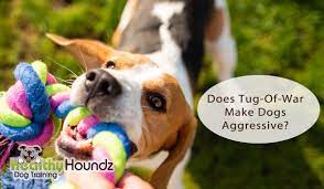 Will Tug Of War Make My Dog Aggressive Healthy Houndz