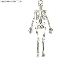 They excite curiosity, poignant reflection, and awe. How To Draw A Skeleton Easy Drawing Art