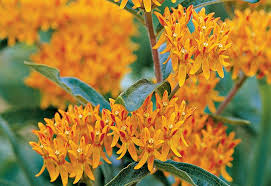 Attract More Hummingbirds With This Garden Plan In 2020 Garden Planning Hummingbird Garden Plan Day Lilies