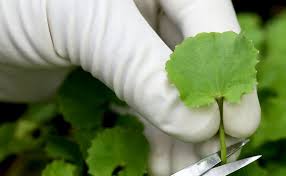 Image result for Centella asiatica