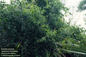 Image result for Jasminum fluminense