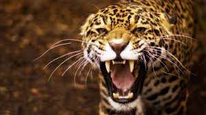 Angry Jaguar Hd Wallpaper Download Jaguar Animal Jaguar Animals