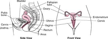 Learn about female internal organs with free interactive flashcards. Female Genital Nursing Health Assessment