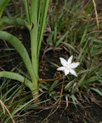 Image result for Chlorophytum affine