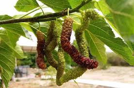 Daun mengandung sejumlah besar klorofil, pigmen yang menyebabkan daun dapat mengabsorpsi energi cahaya dan menggunakannya. Pohon Andalas Tanaman Khas Sumatera Barat Bobo