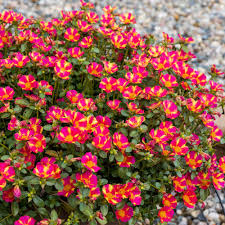 Image result for Portulaca
