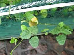 Image result for Vigna oblongifolia