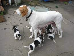 English Pointer Puppies Other Pet Accessories In Vic For Sale English Pointer Puppy Pointer Puppies Your Dog