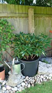 Moved My Rhododendron To A Big Cheap Pot Under The Pine Tree Guy At Megaplants Said They Do Well Under The Canopy O Home Landscaping Organic Gardening Mulch