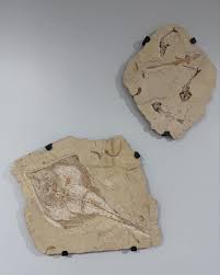 Image result for Copper Chestnut 2012 Cygnet