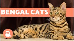 The bengal cat is highly active. Bengal Cat Characteristics And Character Youtube