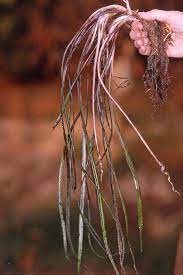 Like many other cryptocorynes it needs to acclimatize before growth starts in earnest. Cryptocoryne Crispatula Var Flaccidifolia