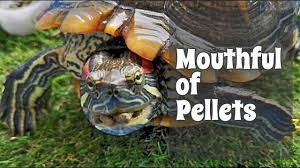 What kind of pet is a red eared slider? Feeding Pellets To Pet Turtles Red Eared Sliders Kura Kura Brazil Youtube