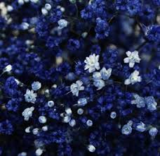 Baby S Breath Dark Blue Flowers Baby S Breath Flower Whole Blossoms Dark Blue Flowers Flower Aesthetic Blue Flowers