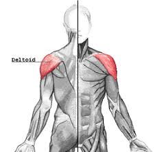 If you've read the other articles in the 10 best series, you know we favor a little of both: Deltoid Muscle Wikipedia
