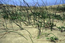 Image result for Juncus lomatophyllus