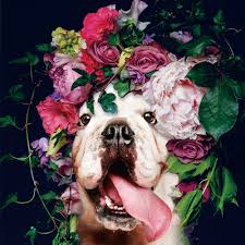 Check spelling or type a new query. Dog With Colourful Wreath Of Flowers Digitalprint On Safety Glass 60x60 Cm