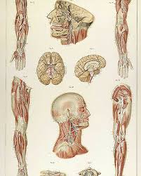 Vintage Medical Anatomy Chart Nervous System Illustration Canvas Art Print Ebay