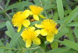They instead form a large, rounded bush. Hypericum Kalmianum Wikipedia